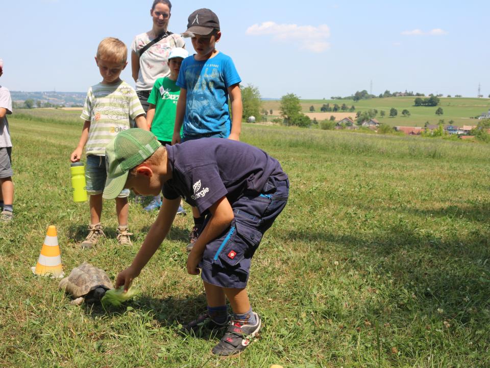 Die Schildkröte muss auch in die Arche Noah
