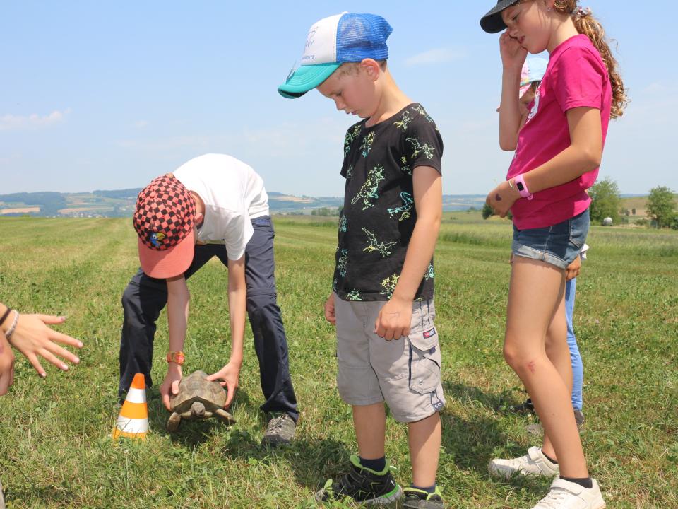 Schildkröte zum anfassen