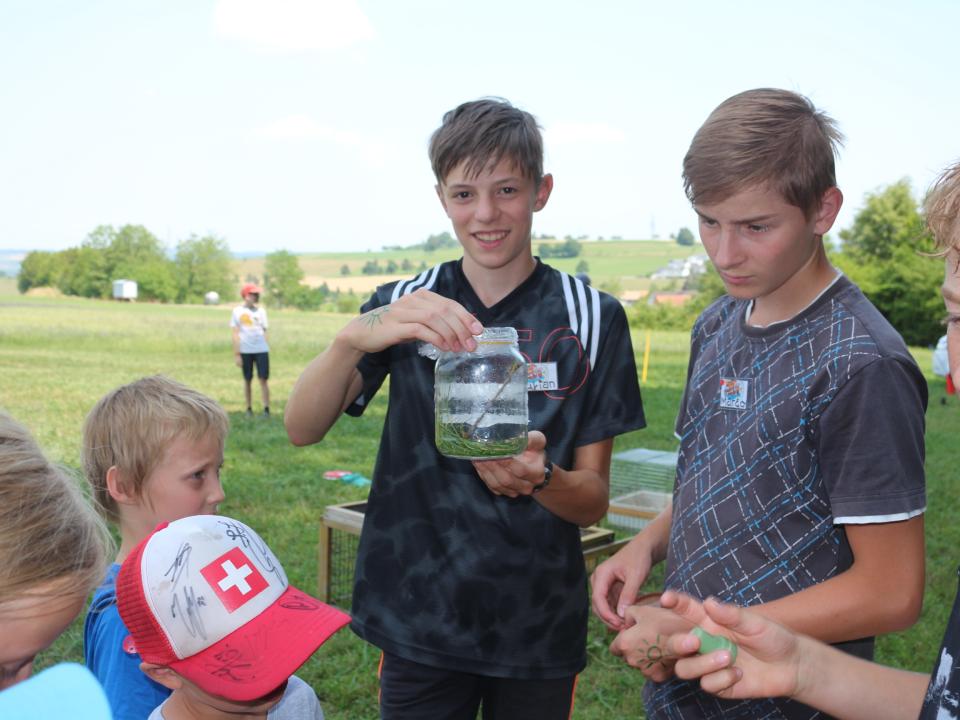 Wissenswertes über die Heuschrecke